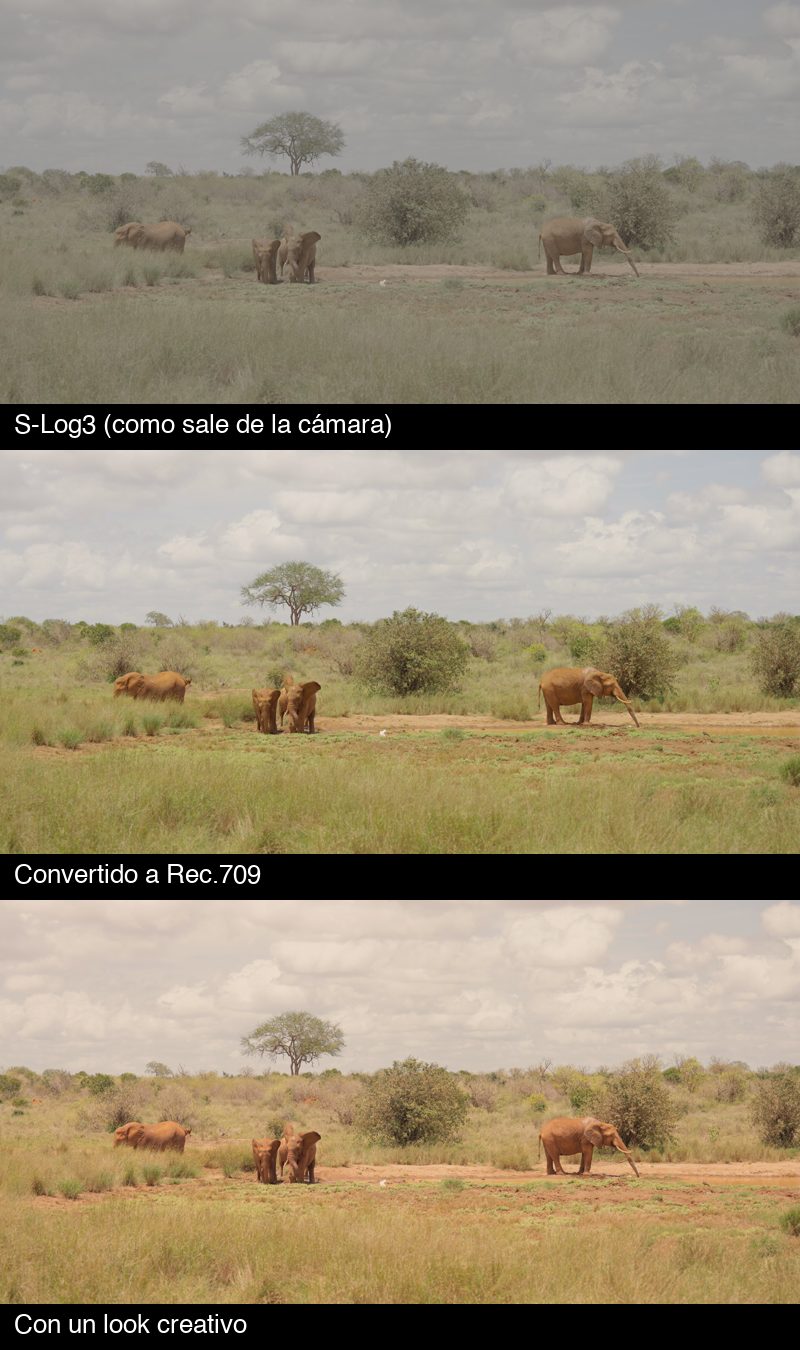 Clip S-Log3 de una Sony A7S III con elefantes en Kenia: como sale de la cámara, convertido a Rec.709 y con un look creativo